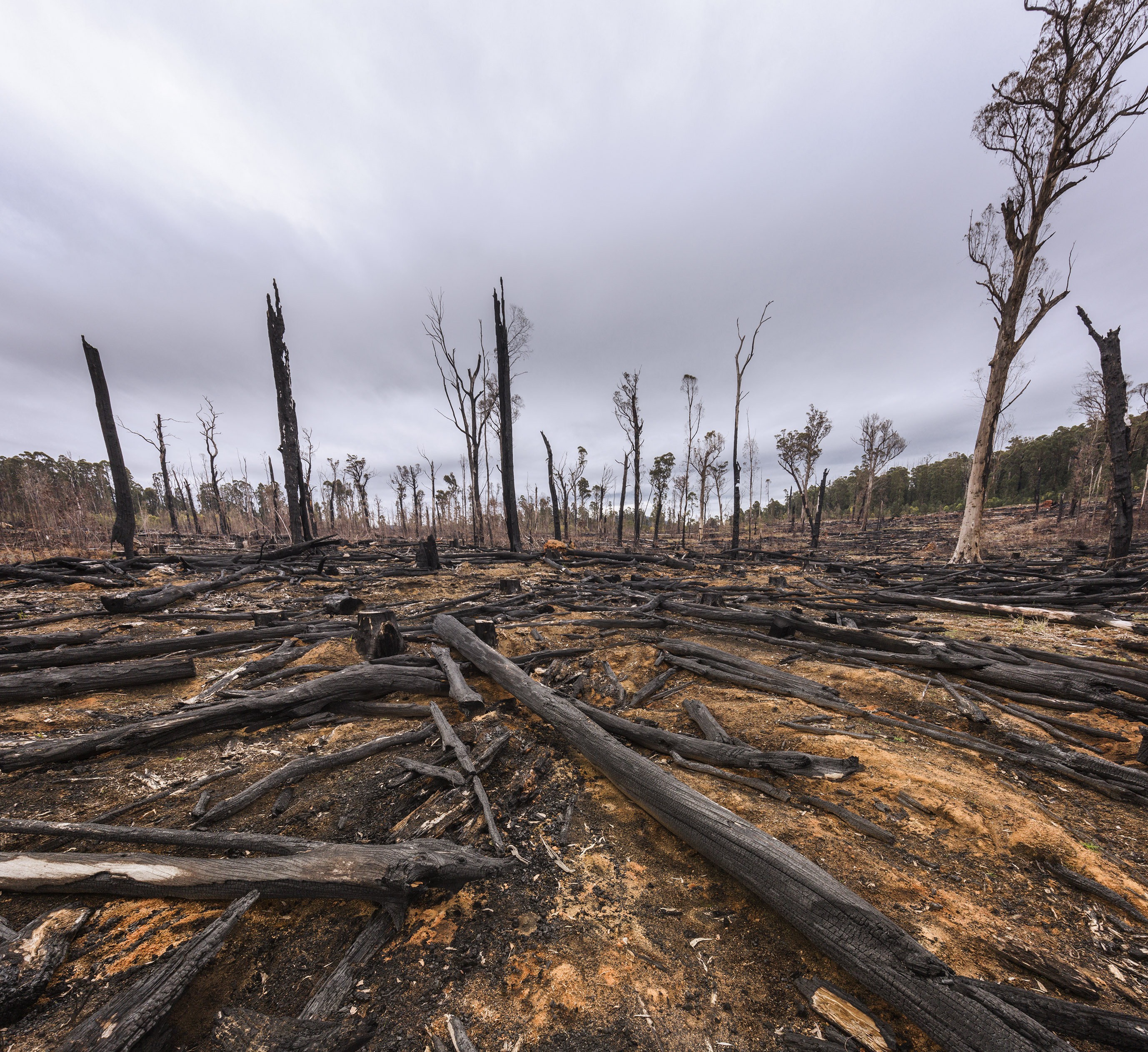 Victoria claims to have stopped native logging. So why is it importing Tasmanian forests?