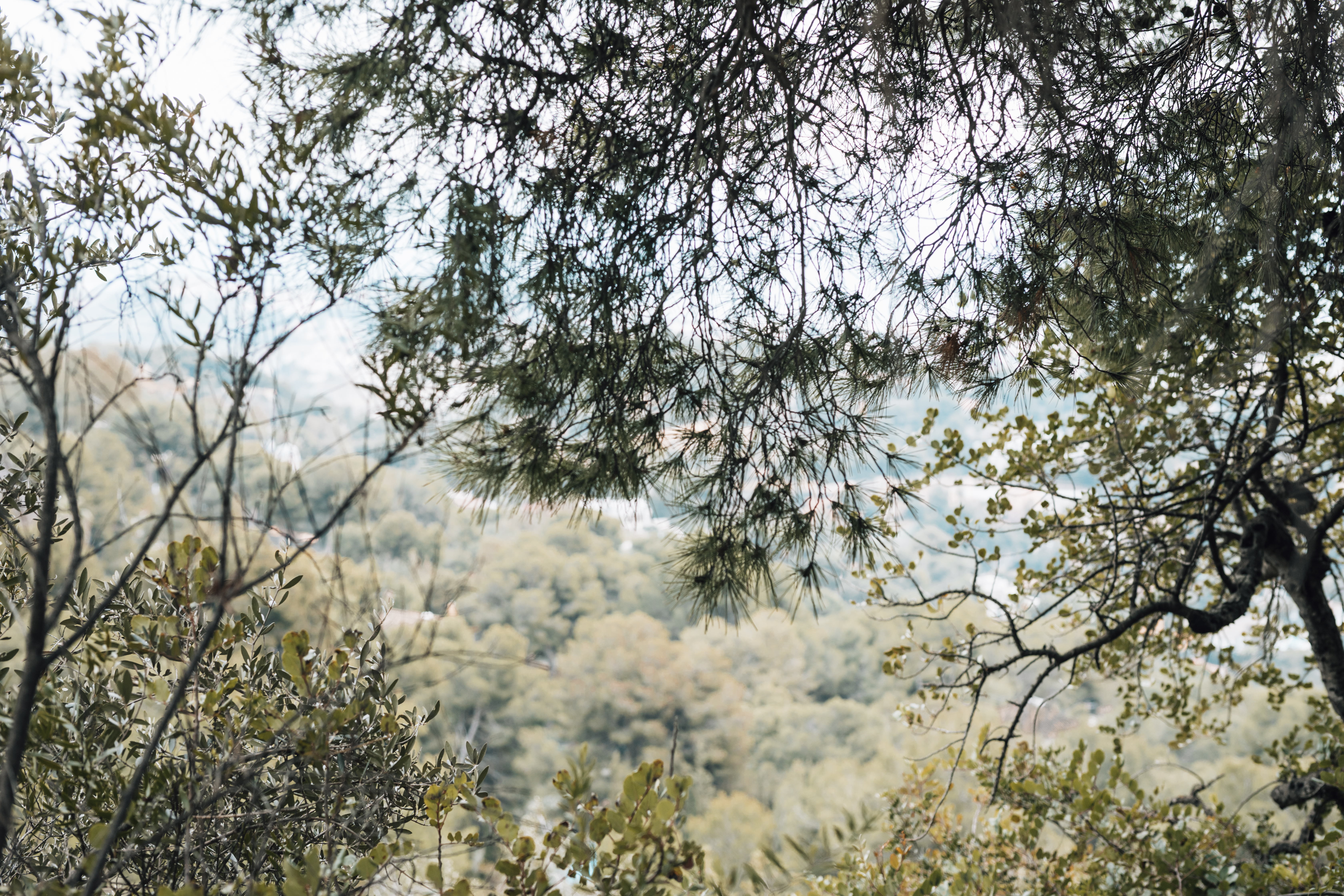 Trees
